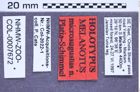 Etikette zu Melanotus microaugustus (Platia & Schimmel, 2001) (NHMW-ZOO-COL-0007672)